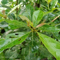 Terminalia bellirica (Gaertn.) Roxb.